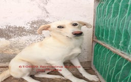 Meticcio cani in regalo: Tessa - Immagine 1