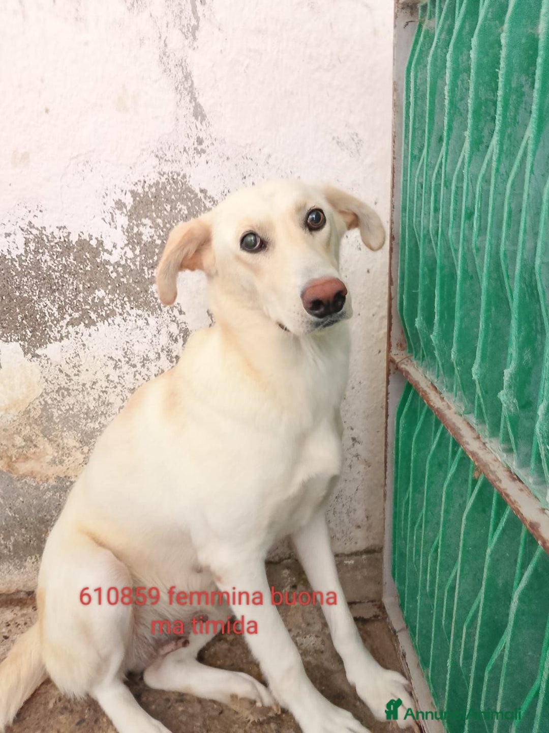 Meticcio cani in regalo: Tessa - Immagine 1