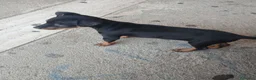 Pinscher Miniatura cani in vendita: Vendo pinsher nano per conto di una amica mia a Provincia di Latina - Annuncio 5