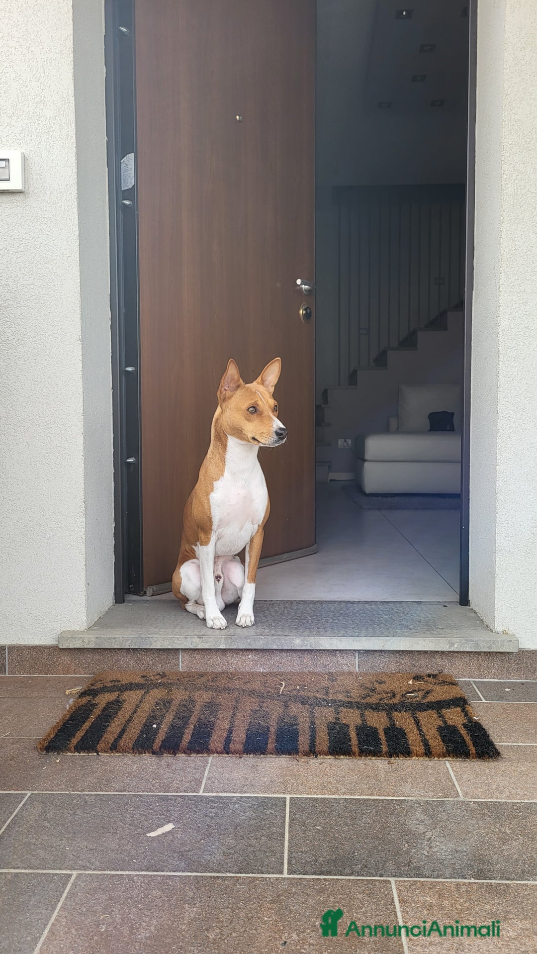 Basenji cani per accoppiamento: Bansenji purissimo - Annuncio 8