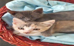 Europeo gatti in regalo: Candy  a Provincia di Monza e della Brianza - Immagine 2