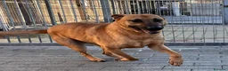 Meticcio cani in regalo: ARGO CERCA CASA - Annuncio 18