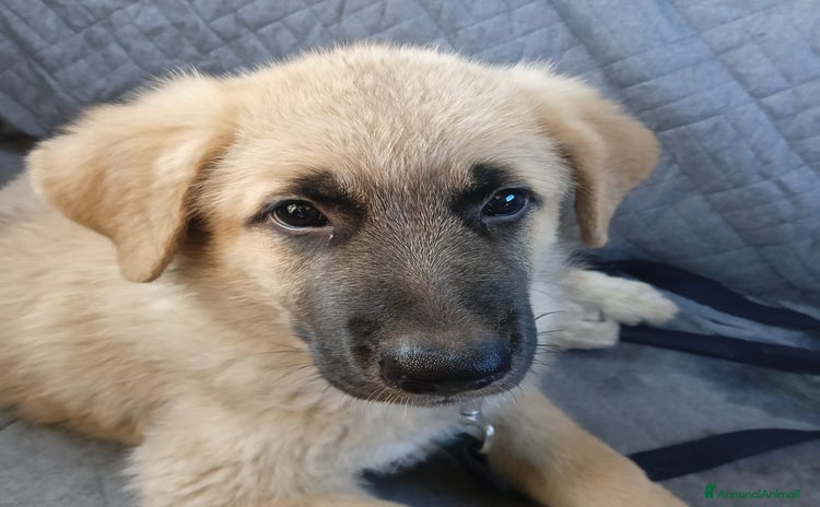 Meticcio cani a Provincia di Crotone - Annuncio 1