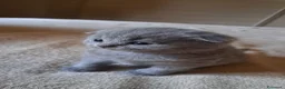 Scottish gatti in vendita: Gattini, cuccioli Scottish è British  - Annuncio 6