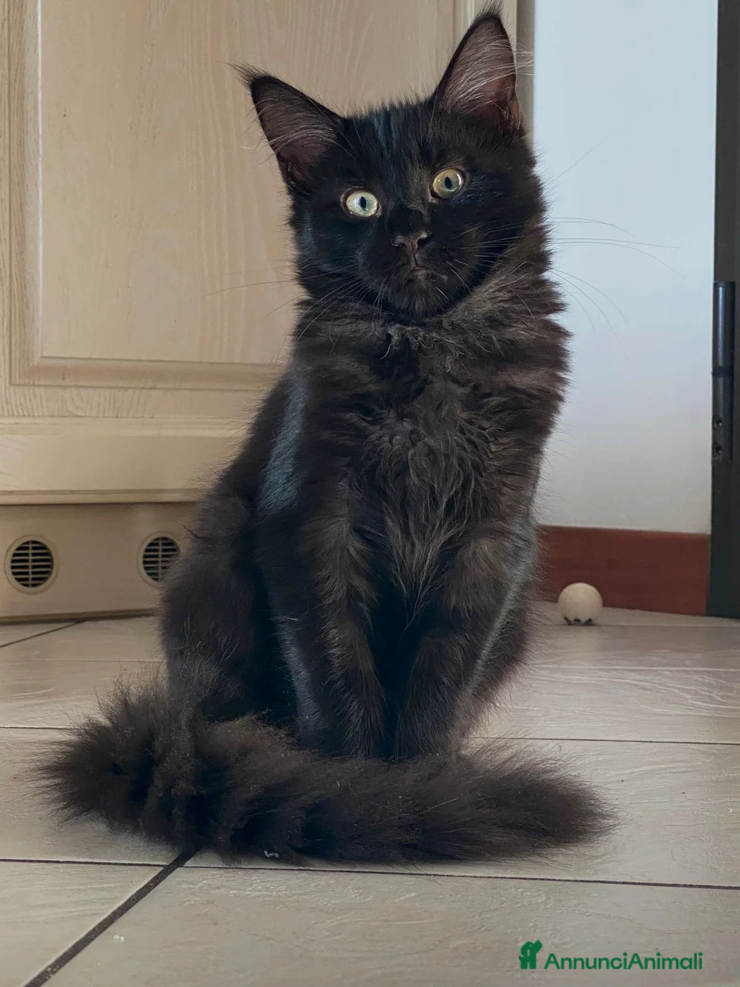 Maine Coon gatti in vendita: CUCCIOLI MAINE COON BLACK SOLID - Annuncio 2