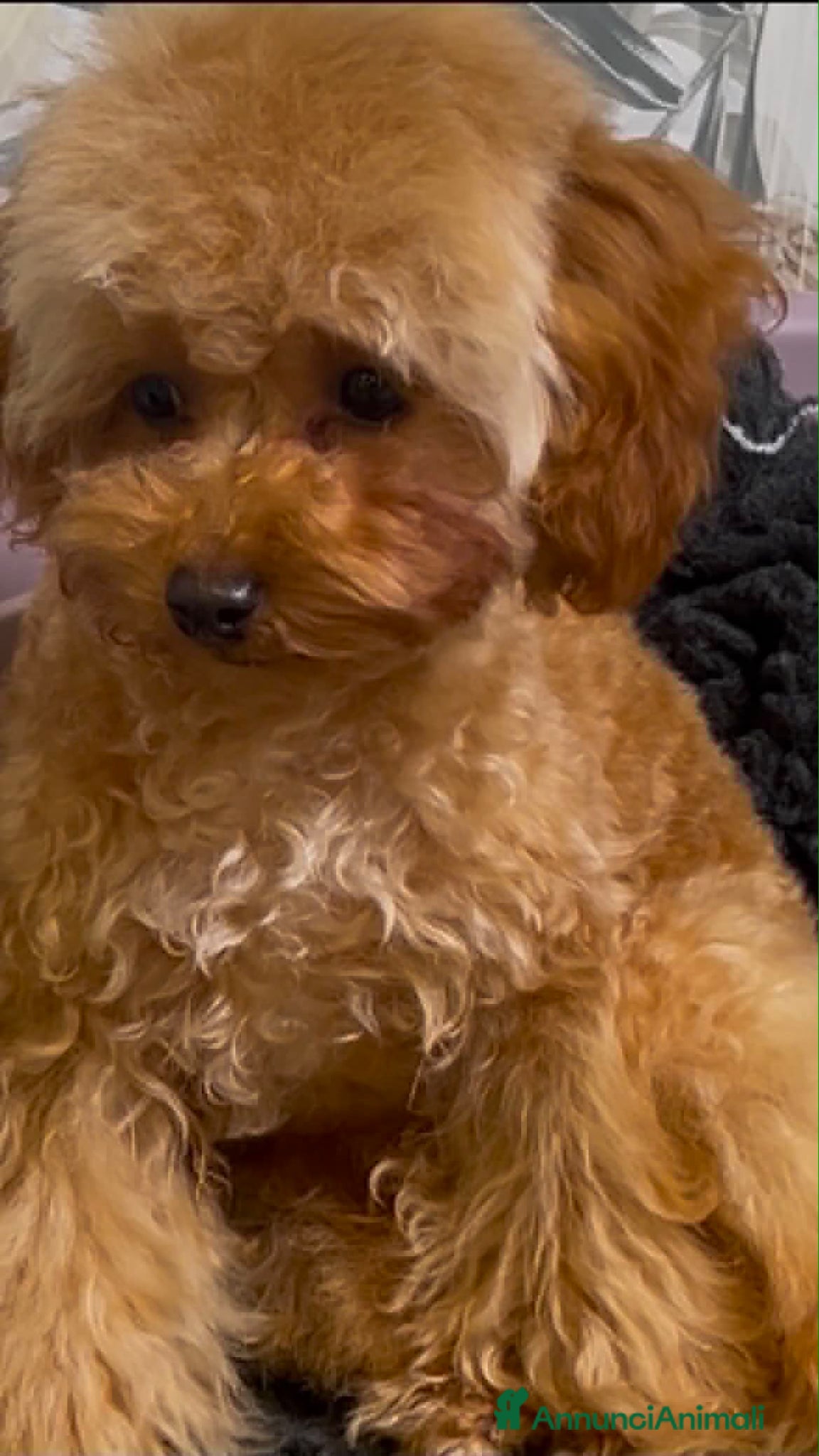 Barboncino Toy cani in vendita: Cuccioli barboncino toy e mini toy  a Provincia di Brescia - Annuncio 8