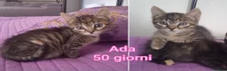 Meticcio gatti in regalo: TANTI MICINI SOLI! a Provincia di Vicenza - Annuncio 4