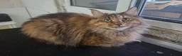 Maine Coon gatti in vendita: Bellissimi getting Mane coon 12 mesi disposable. - Annuncio 2