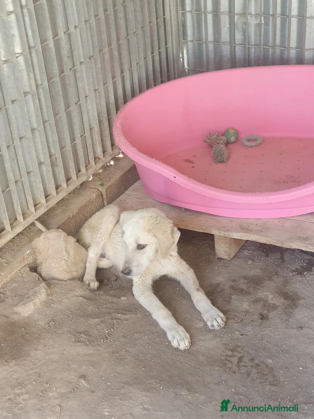 Meticcio cani in regalo:  AKI  - Annuncio 2