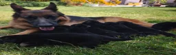 Pastore Tedesco cani in vendita: Cuccioli Pastore Tedesco altissima genealogia. a Provincia di Treviso - Annuncio 2