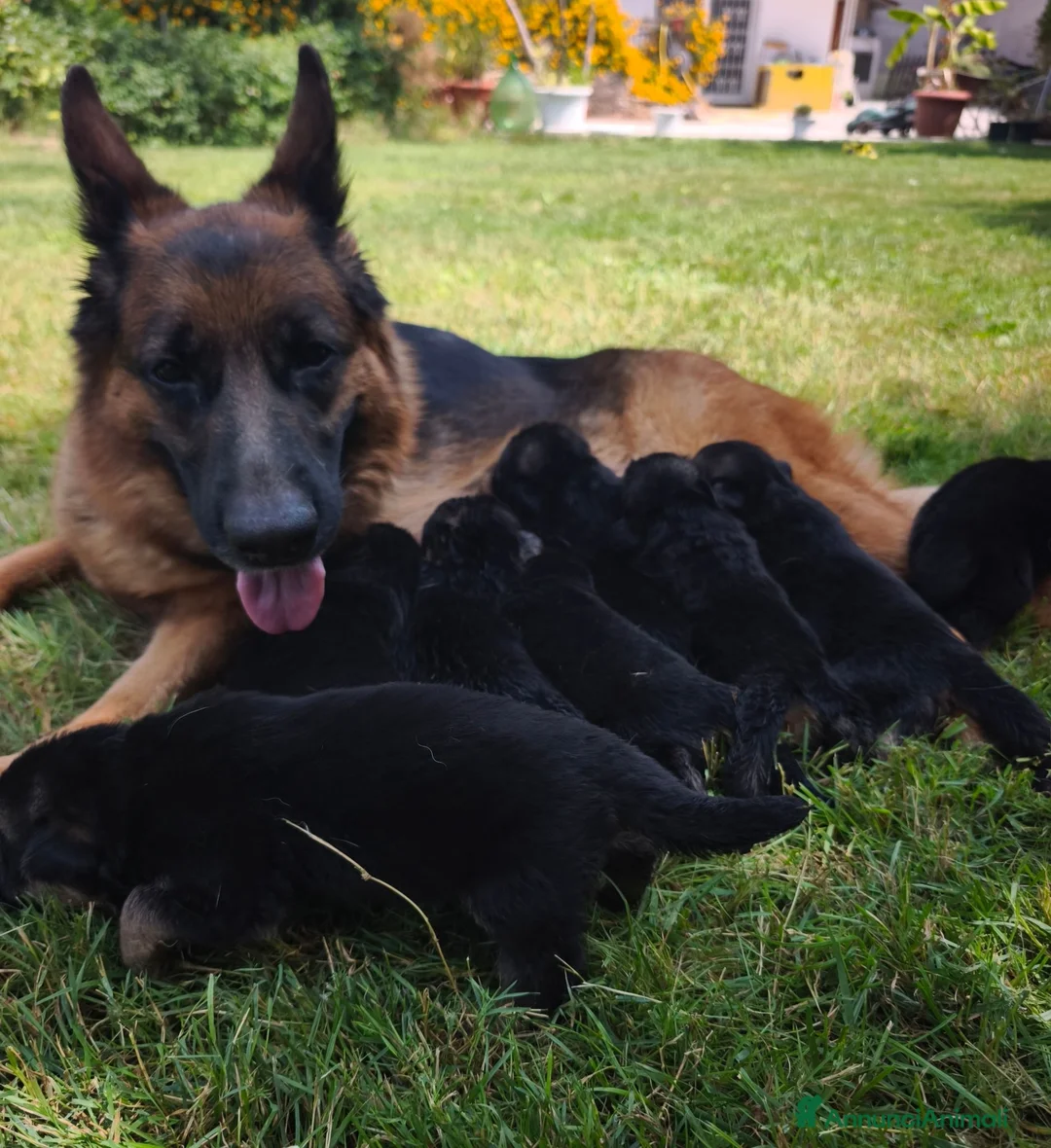 Pastore Tedesco cani in vendita: Cuccioli Pastore Tedesco altissima genealogia. a Provincia di Treviso - Annuncio 2