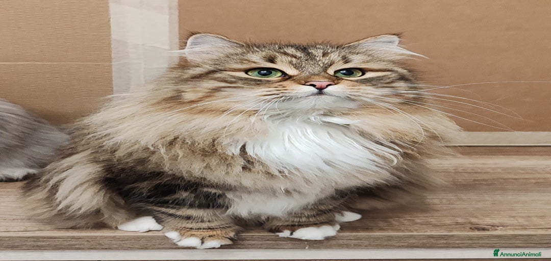 Immagine della galleria {{count}}