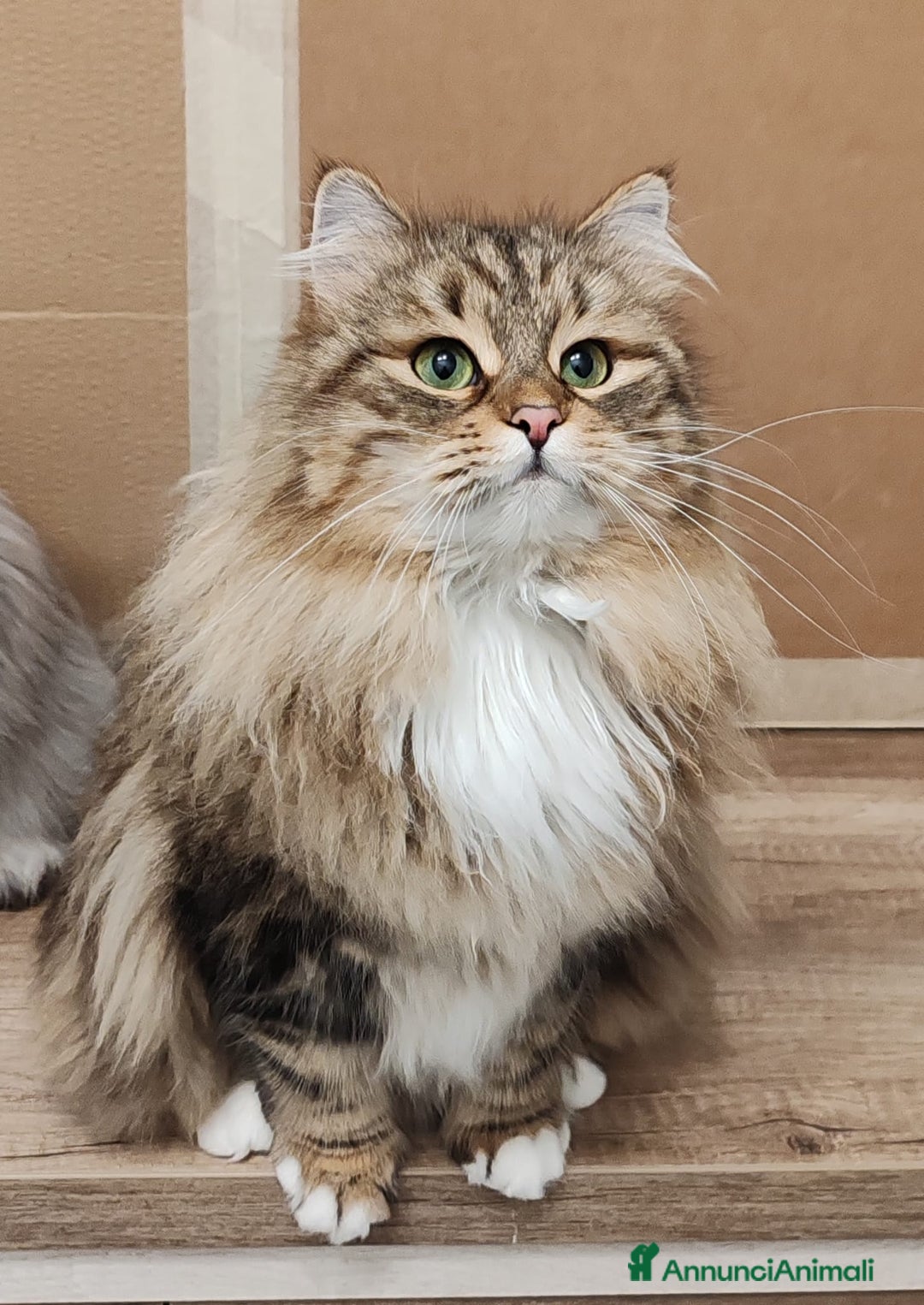 Immagine della galleria {{count}}