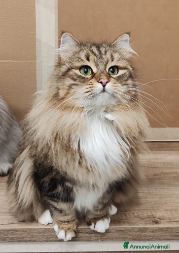 Immagine della galleria {{count}}