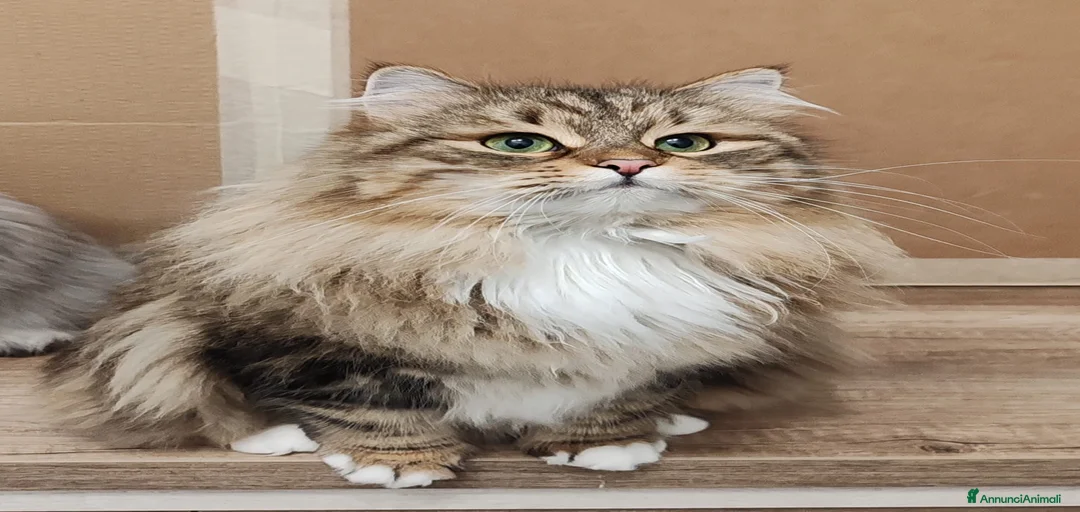 Immagine della galleria {{count}}