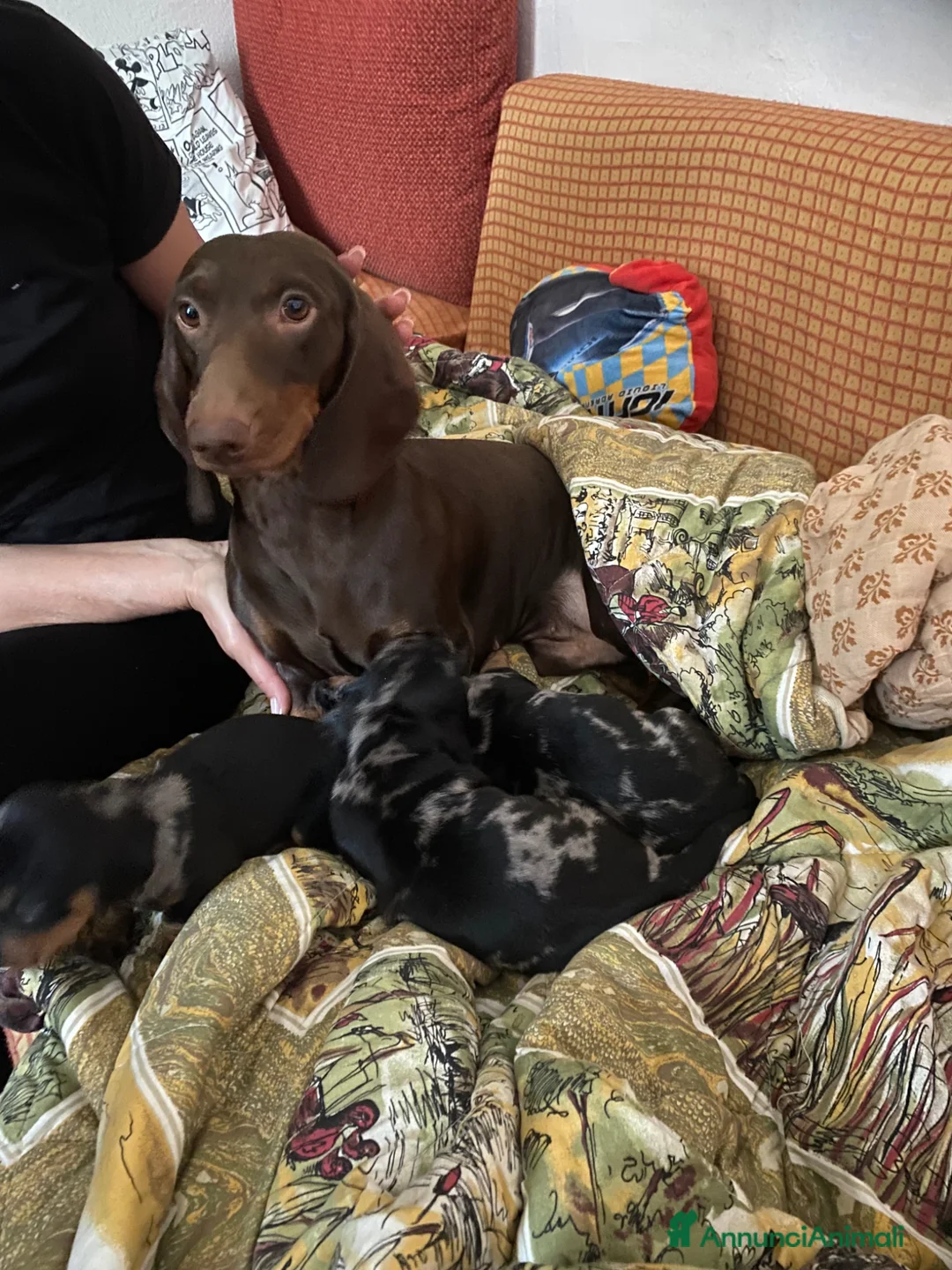 Bassotto cani in vendita: arlecchini silver - Annuncio 2