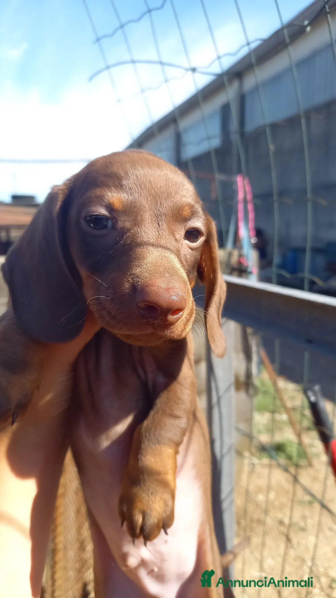 Bassotto cani in vendita: Bassotti nani kaninchen  a Città metropolitana di Milano - Annuncio 4