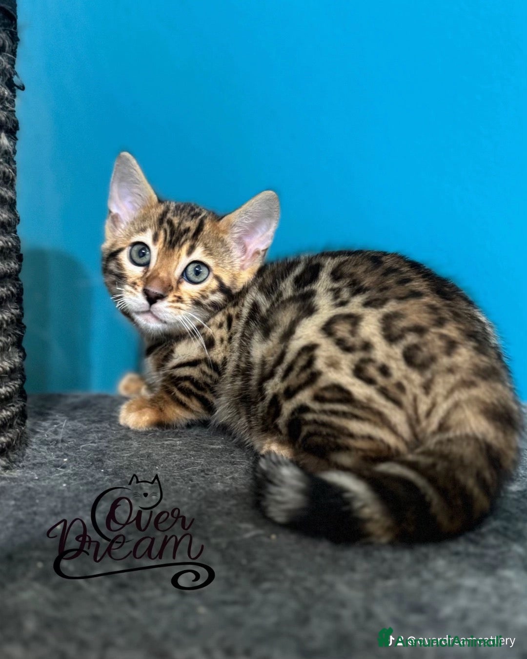 Bengala gatti in vendita: Cuccioli bengala  - Annuncio 2