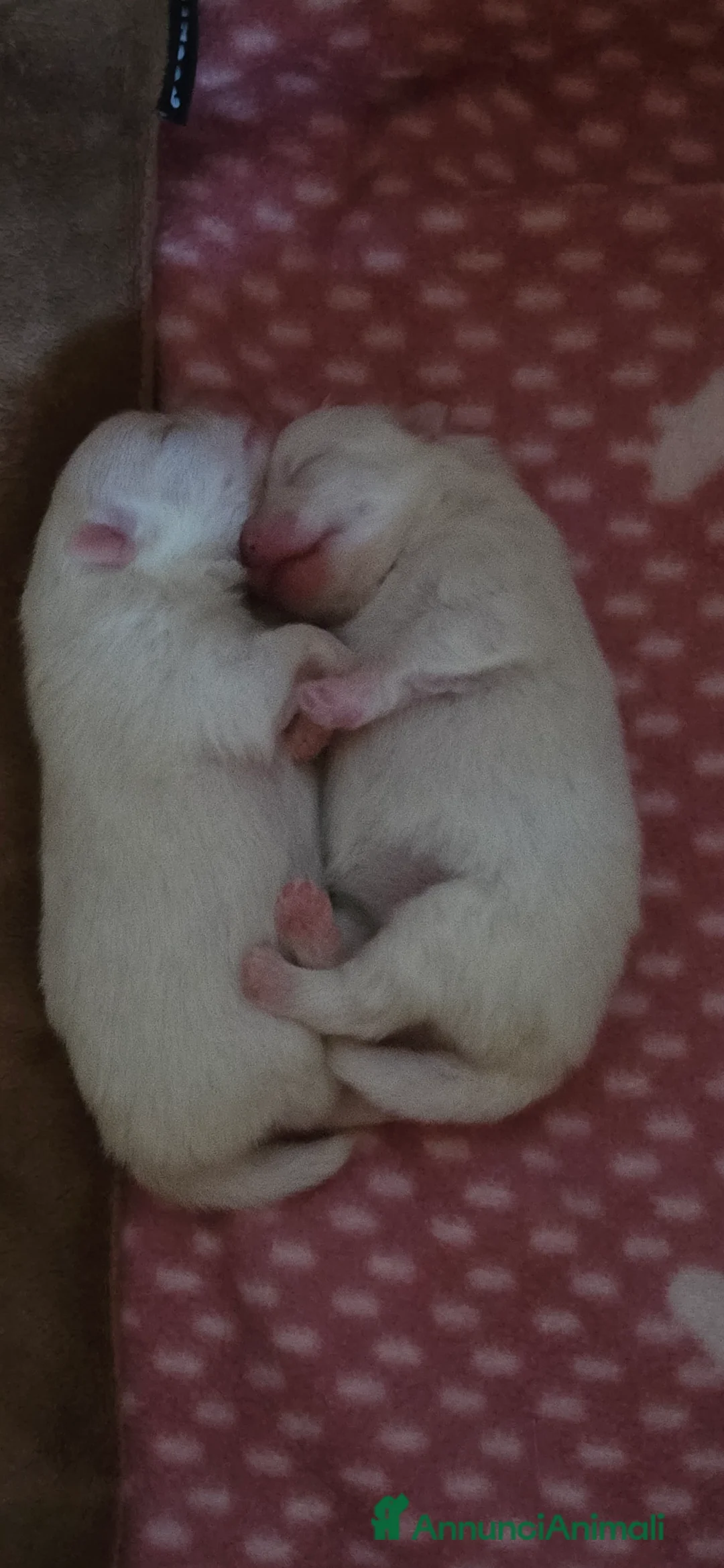 Volpino Pomerania cani in vendita: Volpini di pomerania massimo 3 kg - Annuncio 3