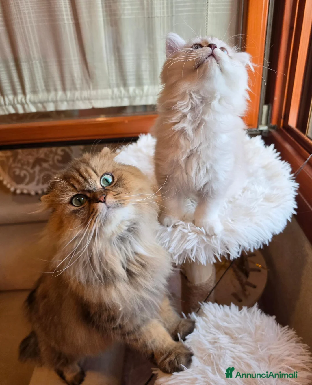Scottish gatti in vendita: Ultimo scottish longhair subito disponibile  - Annuncio 1