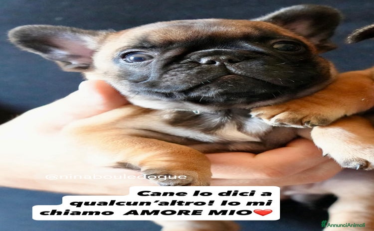 Bulldog Francese cani a Provincia di Ascoli Piceno - Annuncio 10