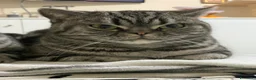 British gatti in vendita: British Shorthair  - Annuncio 4