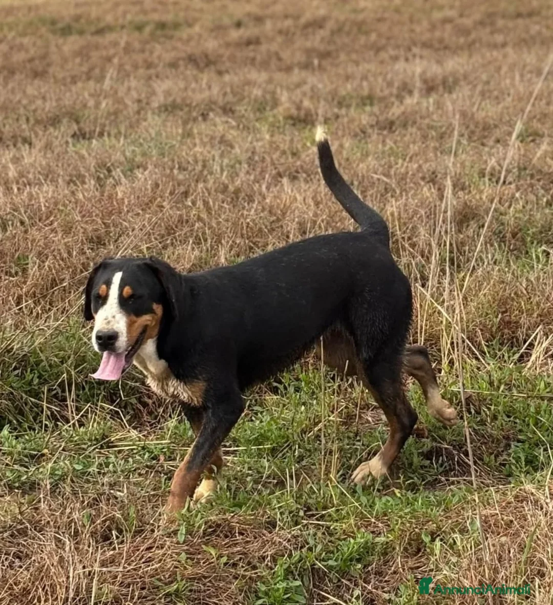 Grande Bovaro Svizzero cani in regalo: BELLA grande bovaro svizzero 9 mesi in adozione - Annuncio 2