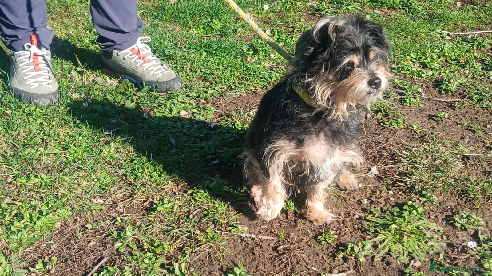 Yorkshire cani NONNO NINO ABBANDONATO SENZA PIETA', IN ADOZIONE - Annuncio 1