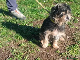 Yorkshire cani NONNO NINO ABBANDONATO SENZA PIETA', IN ADOZIONE - Annuncio 1