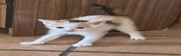 Europeo gatti in regalo: GATTINE 2 MESI - Annuncio 2