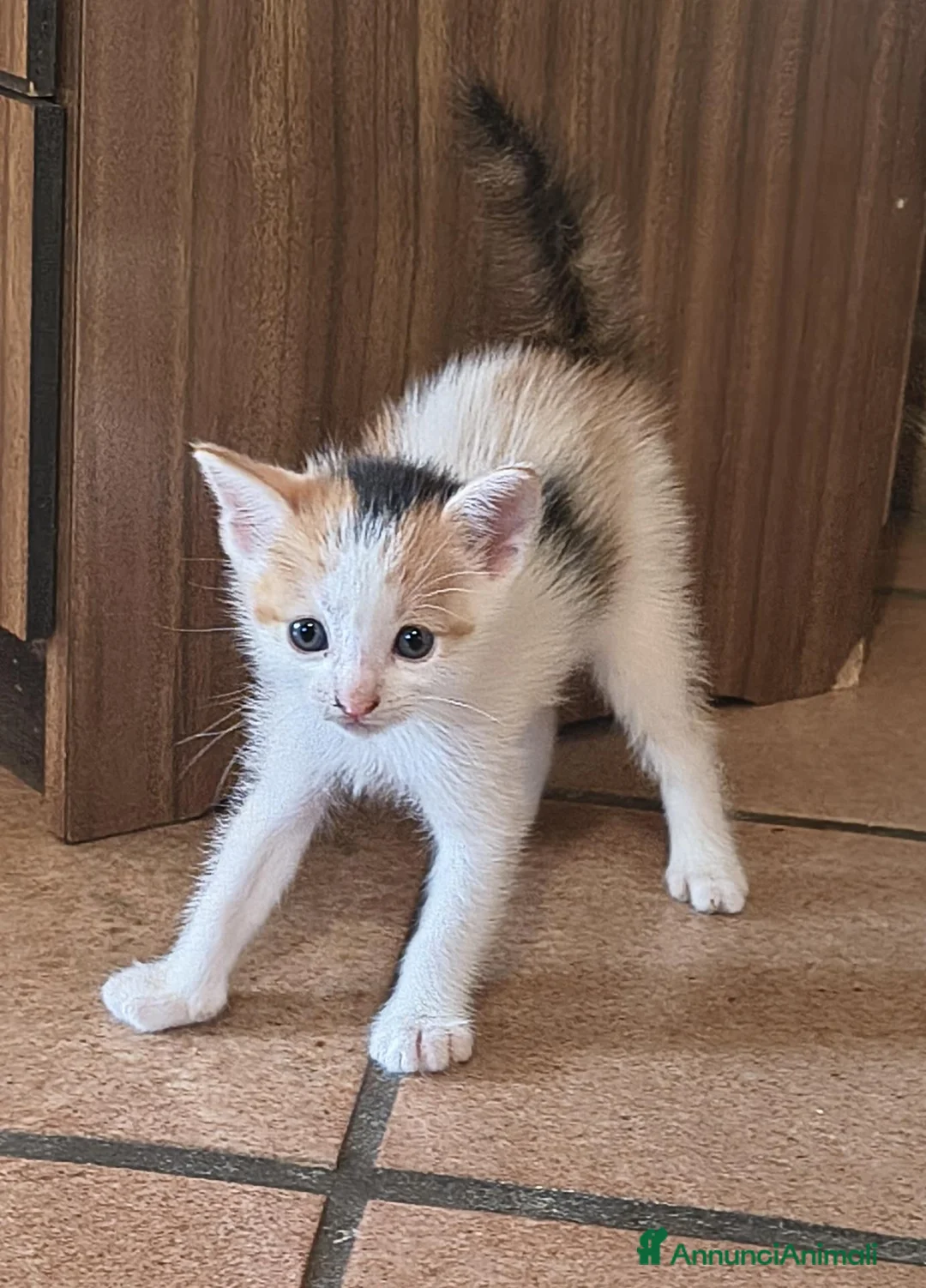 Europeo gatti in regalo: GATTINE 2 MESI - Annuncio 2