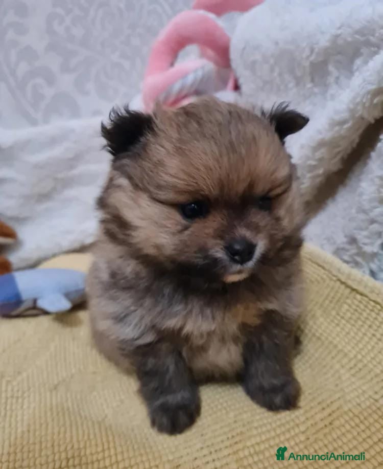 Volpino Pomerania cani Adorabili cuccioli di Pomerania mini Teddy  - Annuncio 2