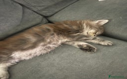 Maine Coon gatti in vendita: Cucciolata Maine coon - Immagine 6