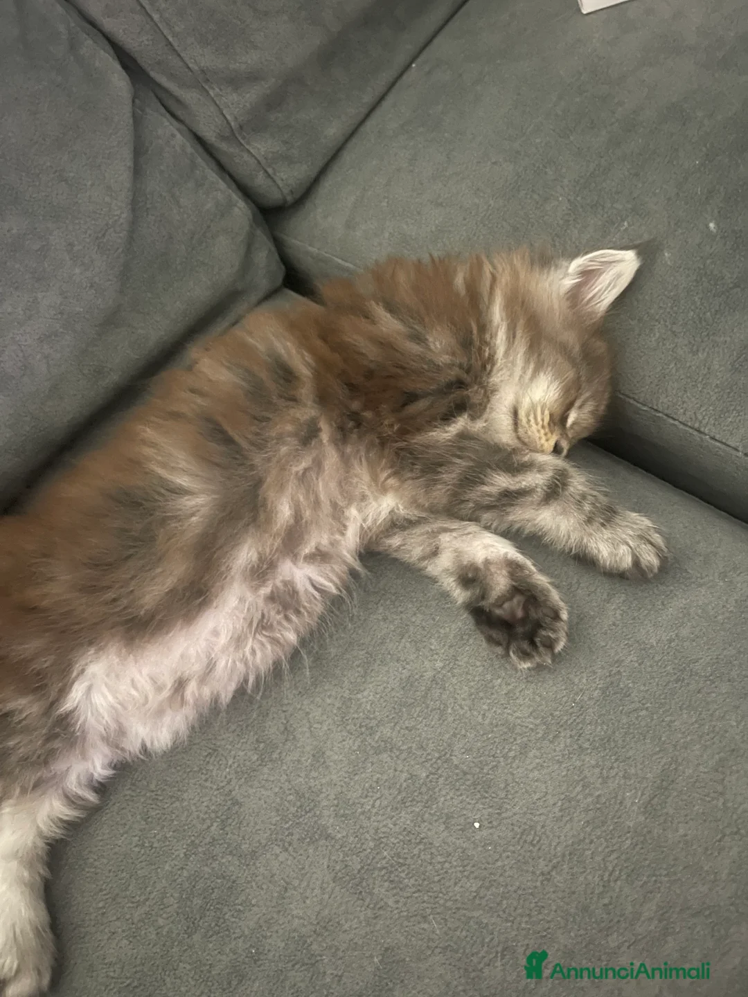 Maine Coon gatti in vendita: Cucciolata Maine coon - Annuncio 6