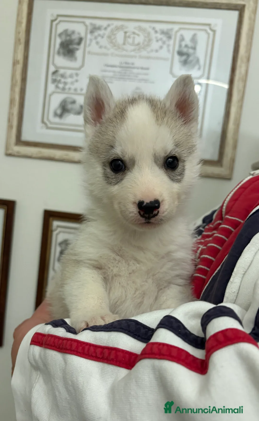 Husky cani in vendita: Siberian Husky, cuccioli alta genealogia - Annuncio 5