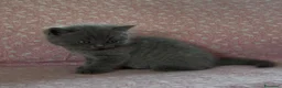 Scottish gatti in vendita: Scottish fold e straight  - Annuncio 20