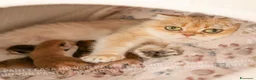 Scottish gatti in vendita: Cuccioli Scottish Straight - Annuncio 2