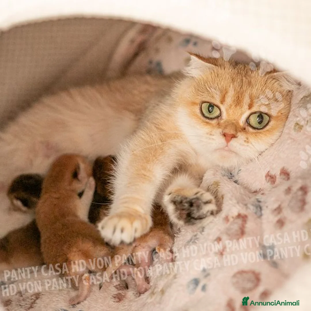 Scottish gatti in vendita: Cuccioli Scottish Straight - Annuncio 2