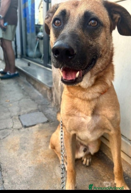 Meticcio cani 3anni color miele entrato cucciolo in box!!SICILIA a Città metropolitana di Milano - Annuncio 11