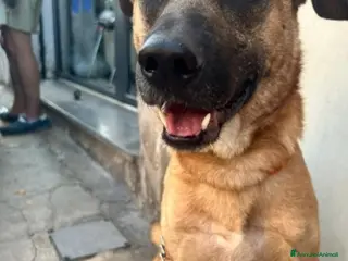 Meticcio cani 3anni color miele entrato cucciolo in box!!SICILIA a Città metropolitana di Milano - Annuncio 5