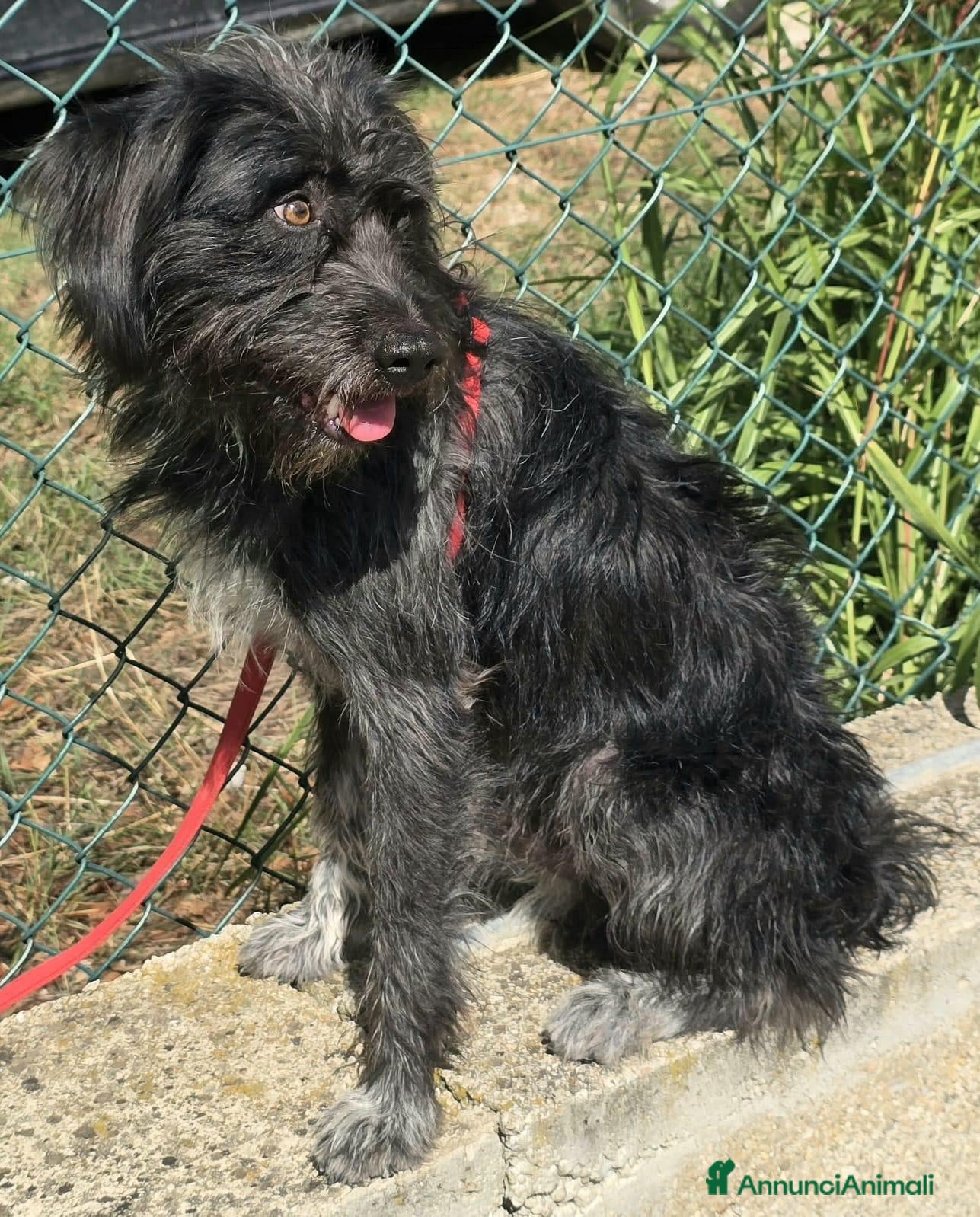 Meticcio cani 1 anno, maschietto, 16/17 chili  - Annuncio 6