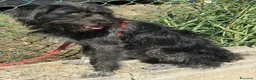 Meticcio cani in regalo: 1 anno, maschietto, 16/17 chili  - Annuncio 1