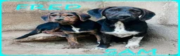 Meticcio cani in regalo: FRED e SAM giovani similbassottini - Annuncio 7
