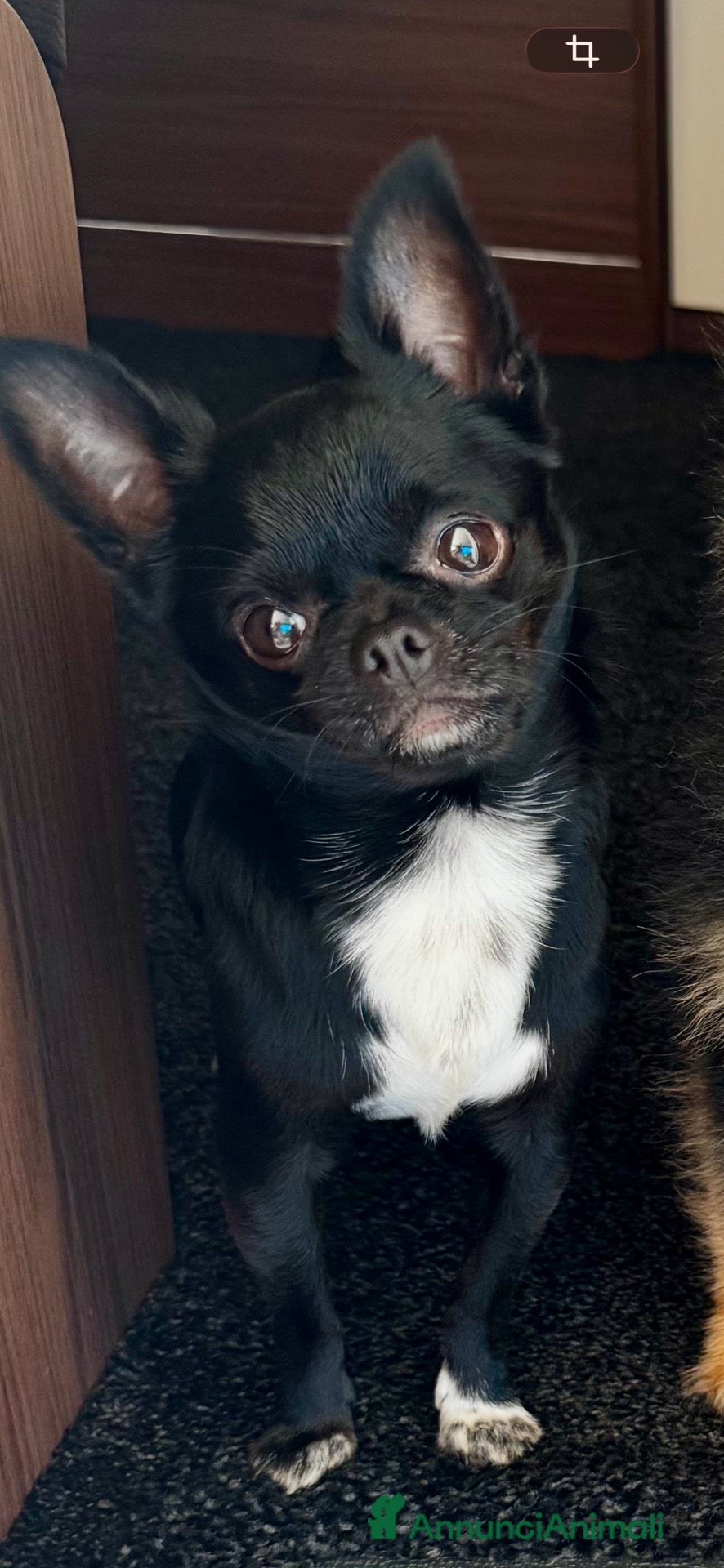 Chihuahua cani Chihuahua nero nano - Annuncio 1