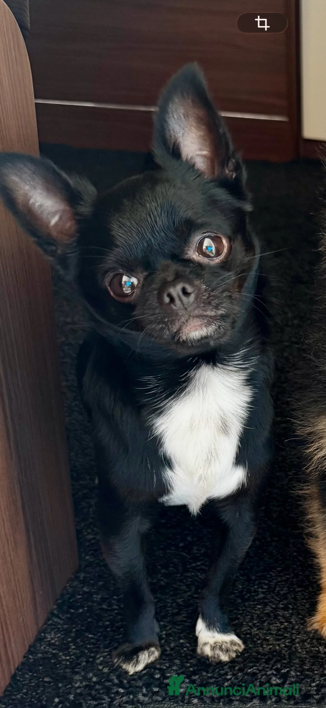Chihuahua cani per accoppiamento: Chihuahua nero nano - Annuncio 1