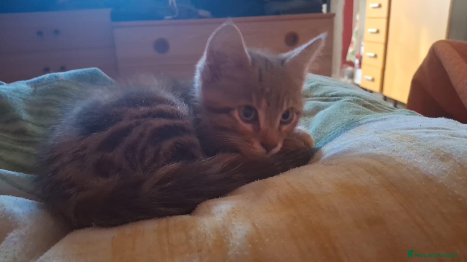 Altre razze gatti in vendita: Calico van bengalese - Annuncio 4