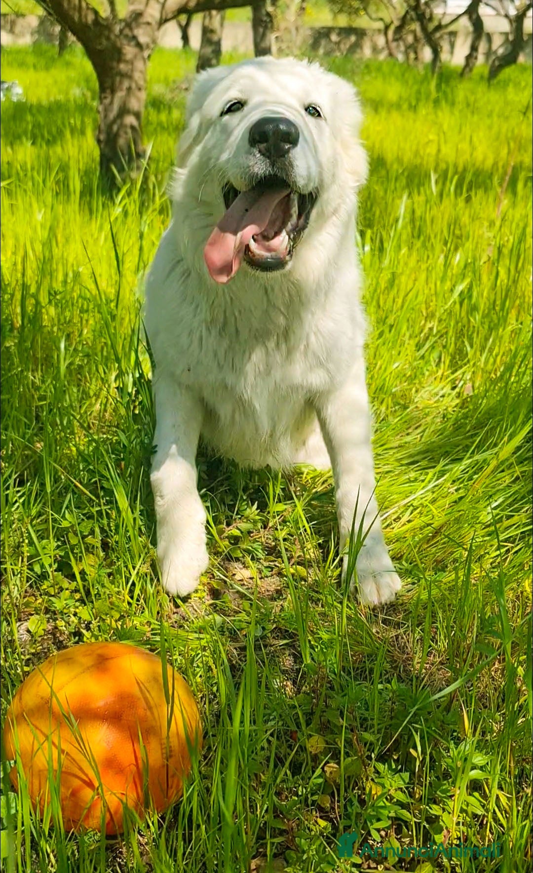 Pastore Maremmano cani Sophie cucciolona giocherellona - Annuncio 4