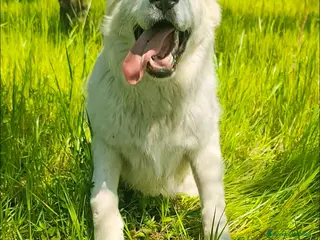 Pastore Maremmano cani Sophie cucciolona giocherellona - Annuncio 4