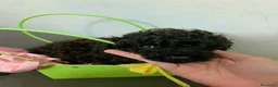 Barboncino cani in vendita: Cucciola di Barboncino Nano Nera - Annuncio 5