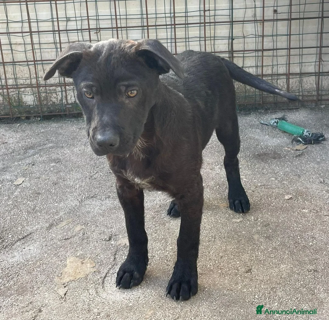 Meticcio cani in regalo: TENERO SIMIL LABRADORINO NERO a Provincia di Ferrara - Annuncio 1